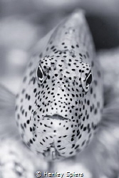 Freckled Hawkfish by Henley Spiers 